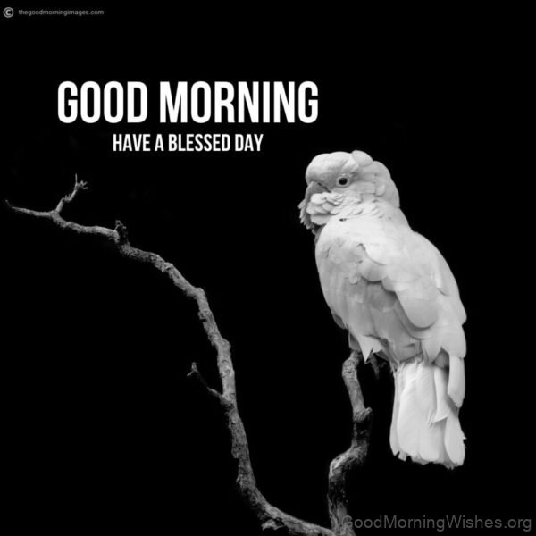 Good Morning With White Parrot
