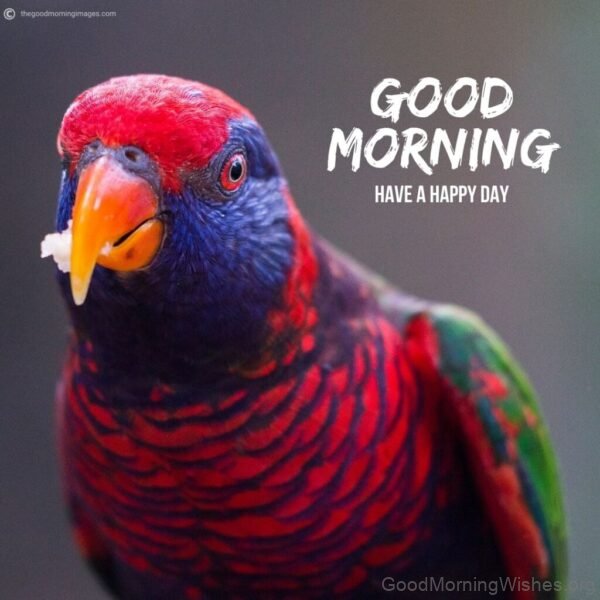 Good Morning With Wild Parrot