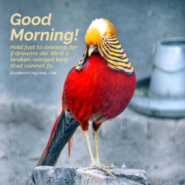 Awesome Good Morning Birds Image