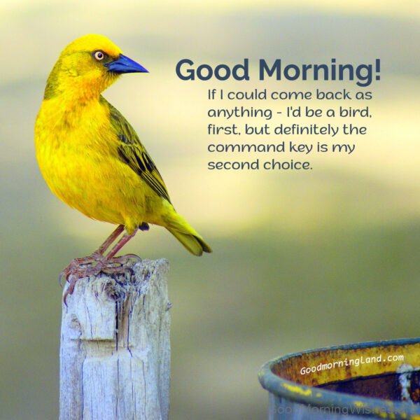 Awesome Good Morning Cute Birds Image