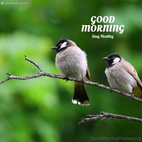 Beautiful Birds Good Morning Pic