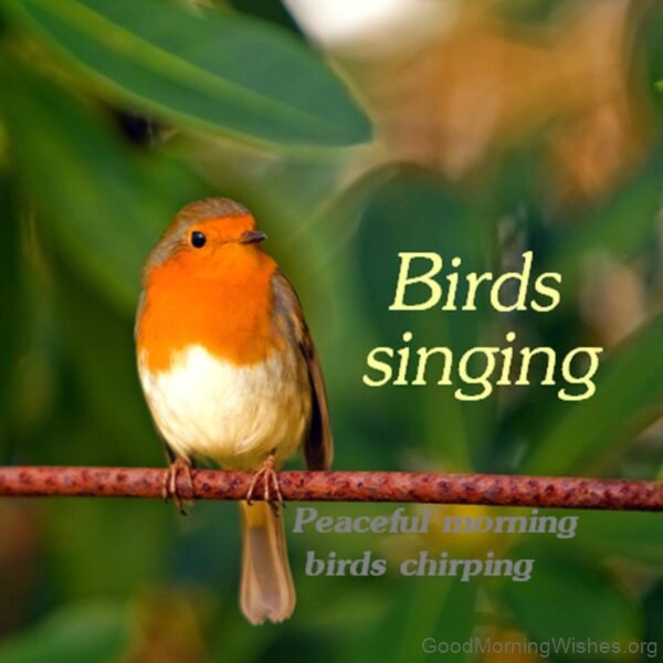 Beautiful Birds Singing Good Morning Image
