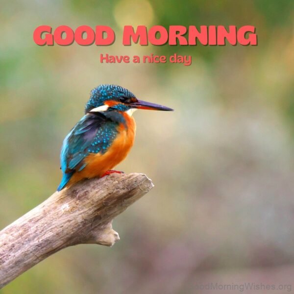 Bird Good Morning Pic