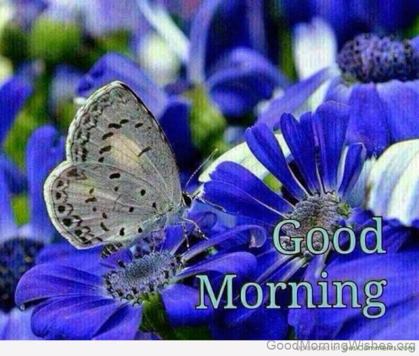 Butterfly Good Morning Status