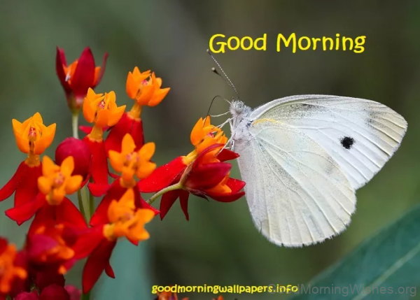 Flower Good Morning Butterfly Status