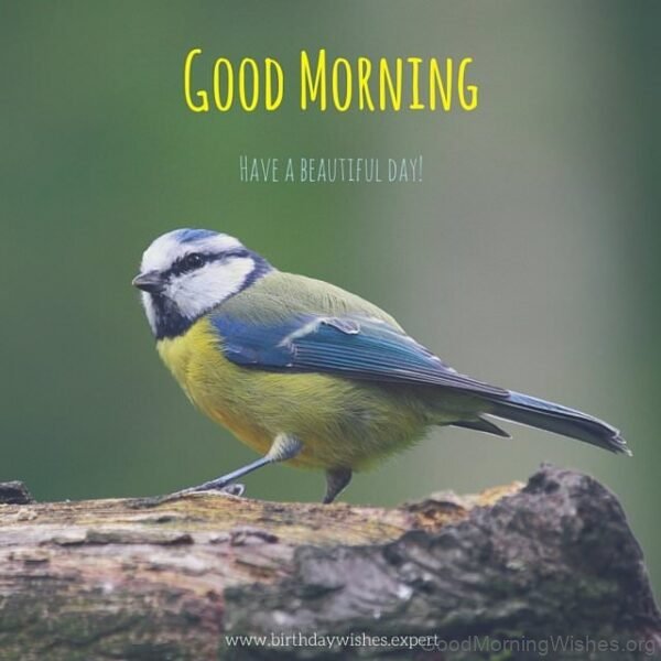 Good Morning Beautiful Bird Pic