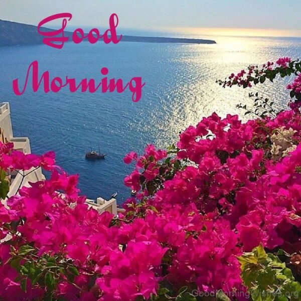 Good Morning Bougainvillea Have A Great Day Photo