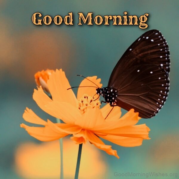 Good Morning Flower And Butterfly Image