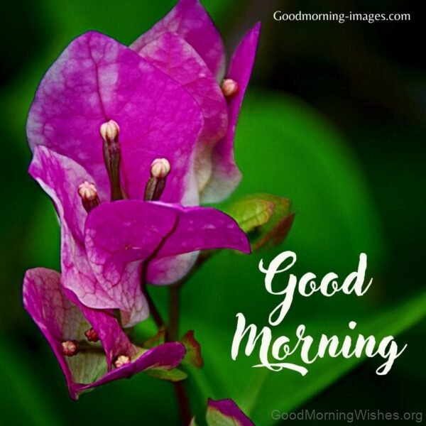 Good Morning Flower Image