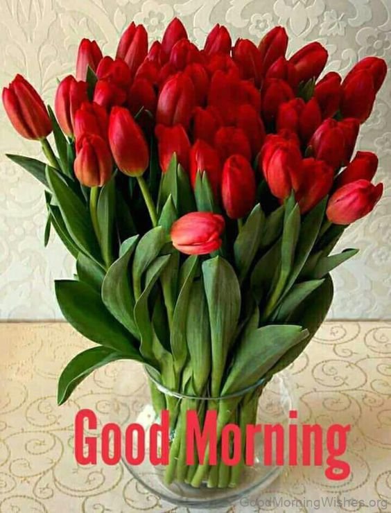35 Good Morning Tulips Images Good Morning Wishes