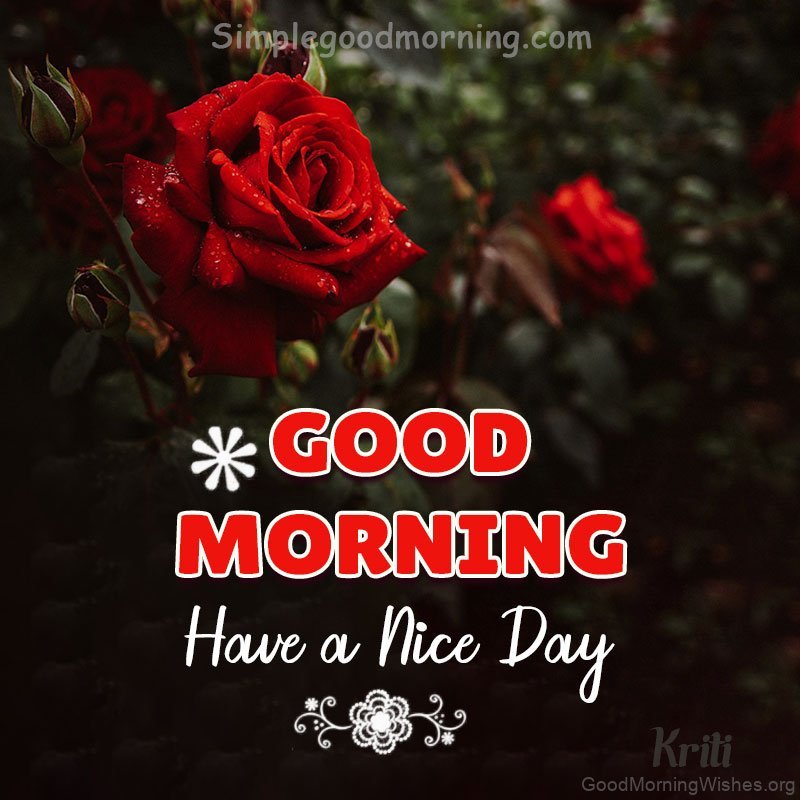 20 Good Morning Beautiful Red Rose Good Morning Wishes 20 Good Morning Beautiful Red Rose Good Morning Wishes