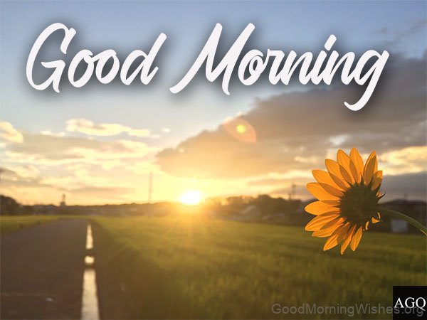 Good Morning Sunrise With Beautiful Sunflower
