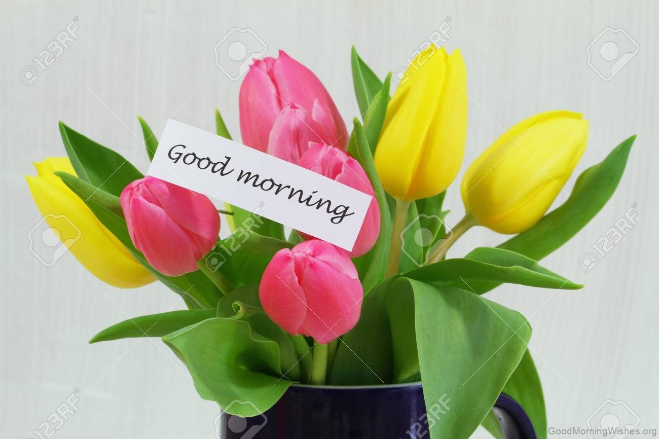 35 Good Morning Tulips Images Good Morning Wishes