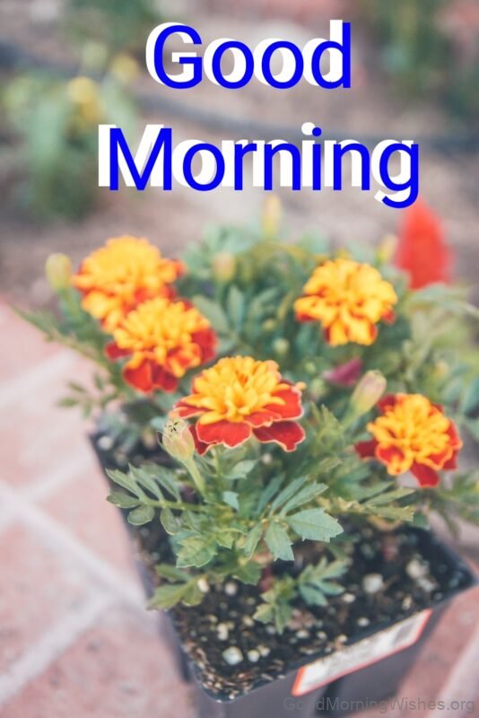 Good Morning With Beautiful Marigold Flower Status