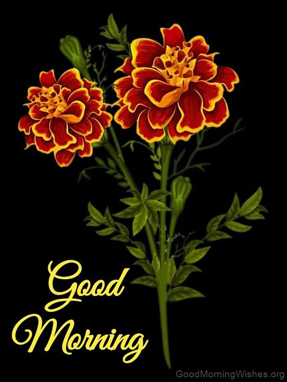 Good Morning With Beautiful Marigold Pic