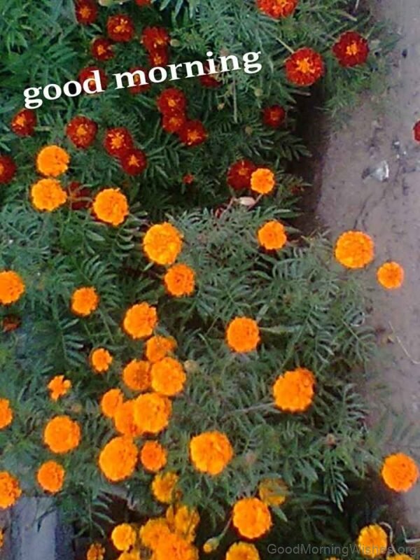 Good Morning With Beautiful Small Marigold Flower Image