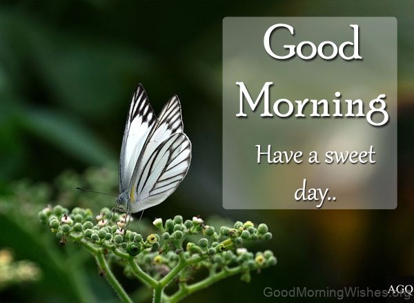 Good Morning With Butterfly Iimages