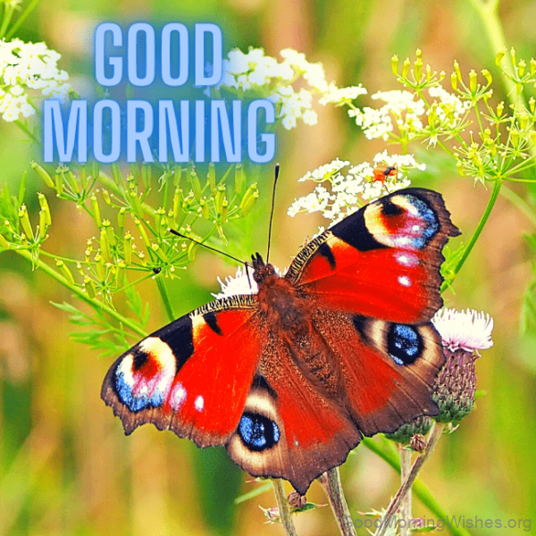 Good Morning With Red Butterfly Photo