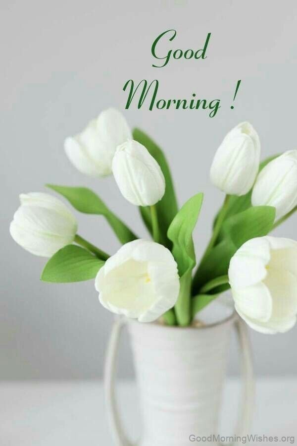35 Good Morning Tulips Images Good Morning Wishes