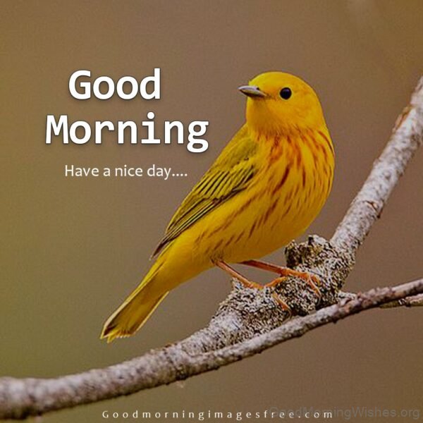 Have A Beautiful Good Morning Birds Image