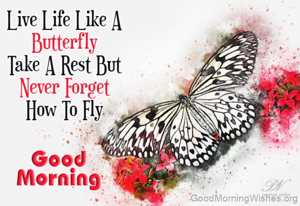 Live Like A Butterfly Good Morning Photo
