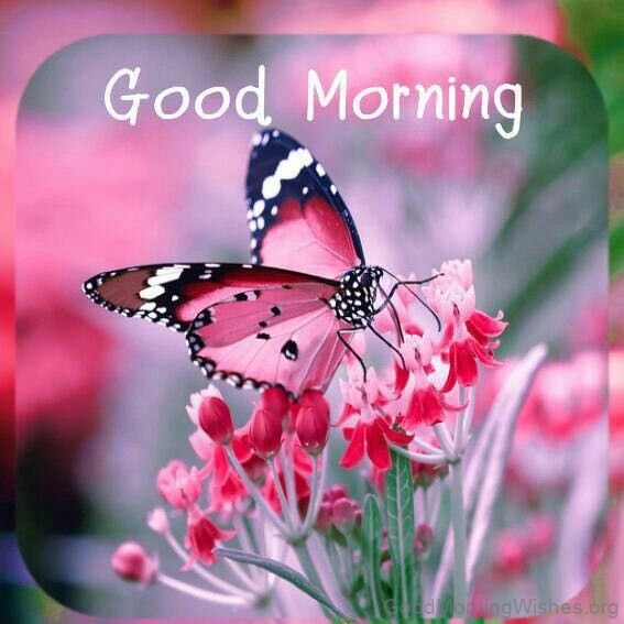 Pink Butterfly Good Morning Photo