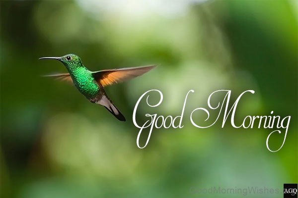 Today Bird Good Morning Image