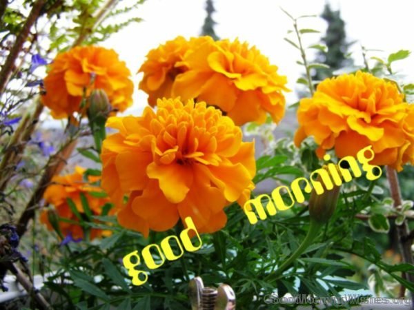 Yellow Marigold Flowers Good Morning Photo