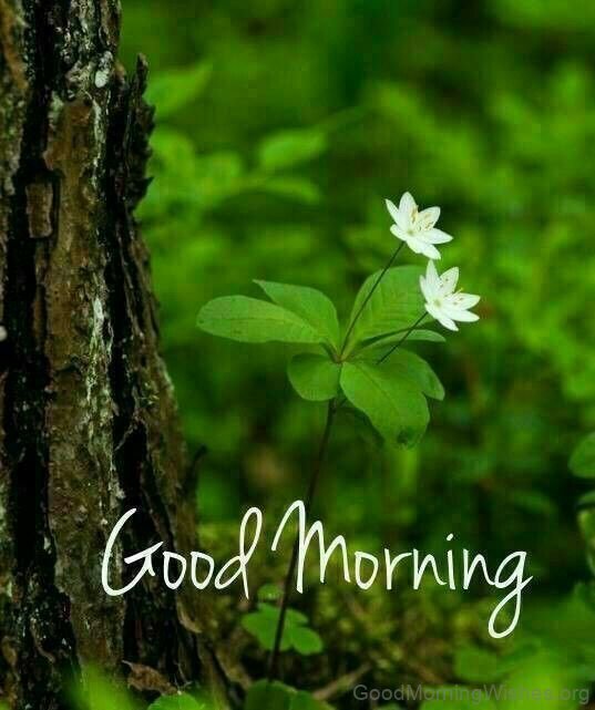 Love Is Like A Tree Good Morning
