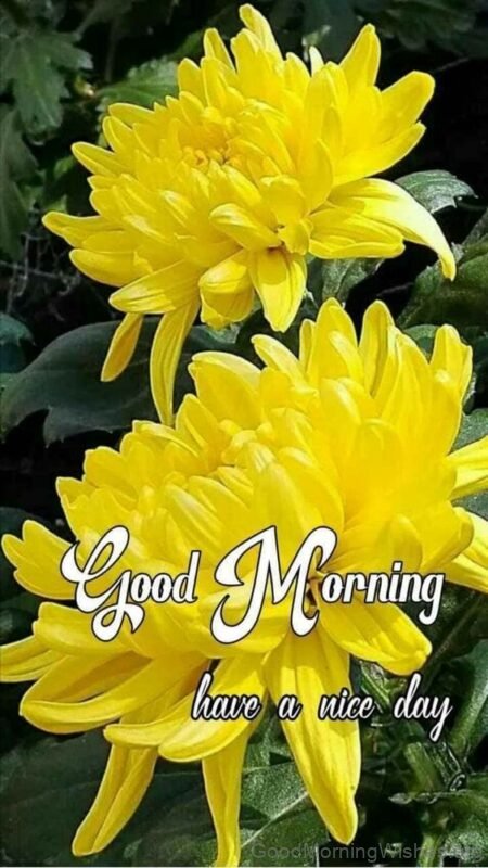 Good Morning Have A Nice Day Yellow Rose