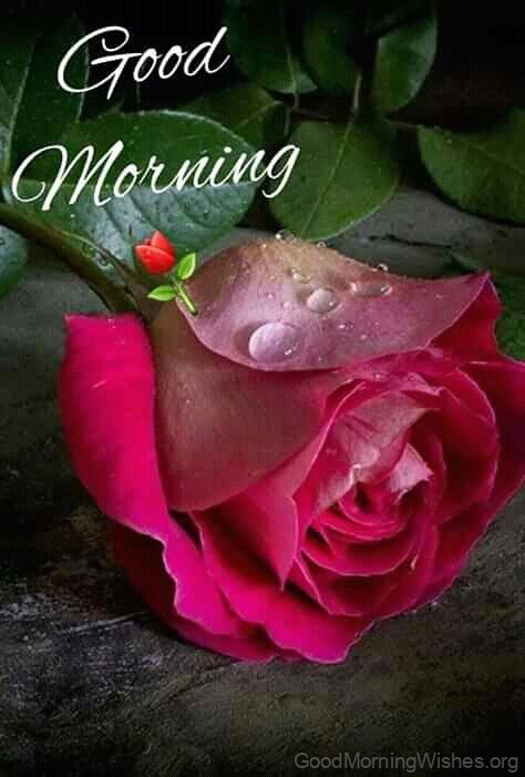 Good Morning Pink Flower Image
