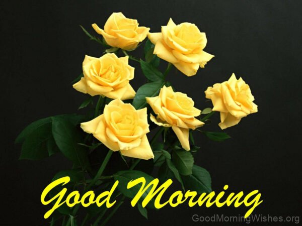 Good Morning Yellow Rose Image