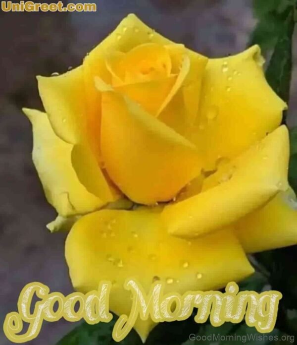 Good Morning Yellow Rose Picture