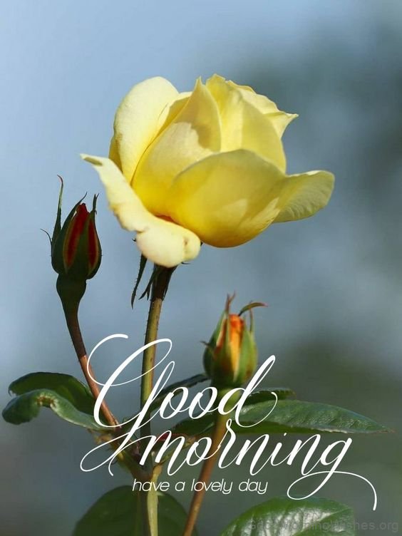 Have A Lovely Day Good Morning Yellow Rose Picture