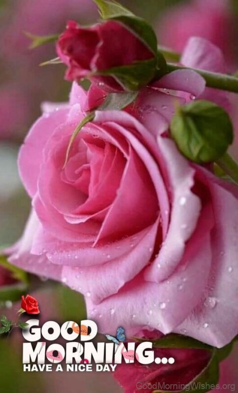 Have A Nice Day Good Morning Pink Flower