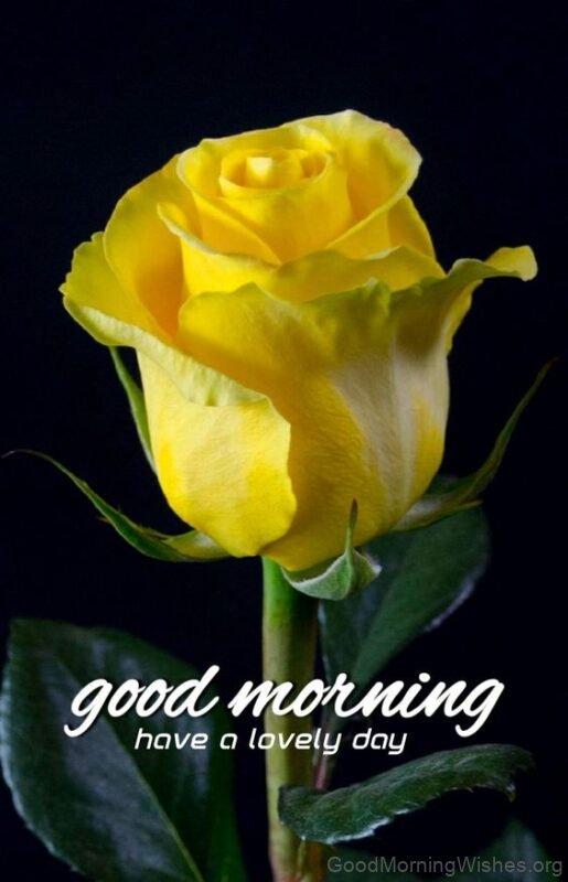 Yellow Rose Good Morning