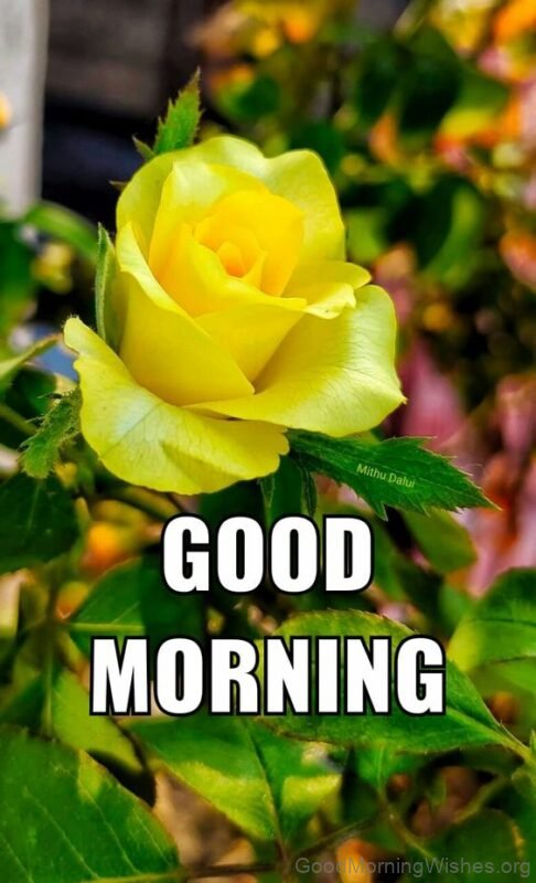 Yellow Rose Have A Great Good Morning