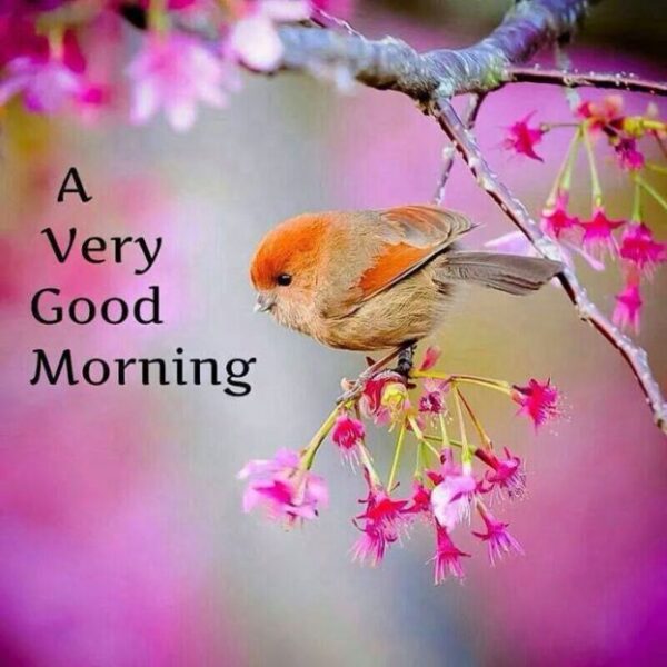 A Very Good Morning With A Beautiful Bird Images