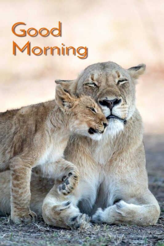 Animal Good Morning Picture