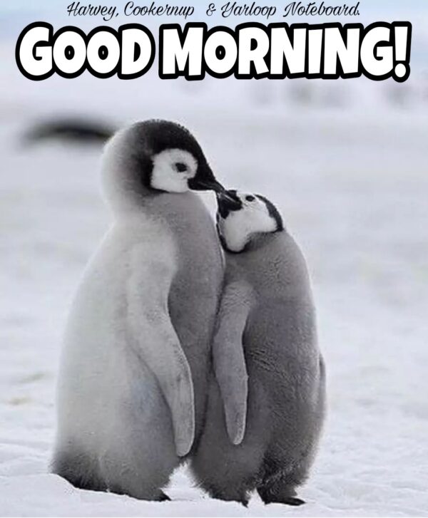 Awesome Good Morning Penguin