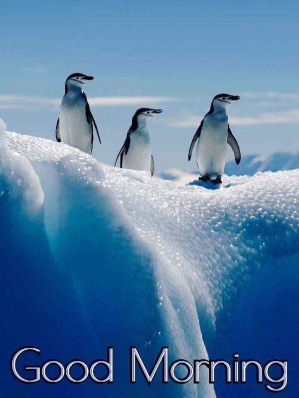 Awesome Good Morning Penguin Pics