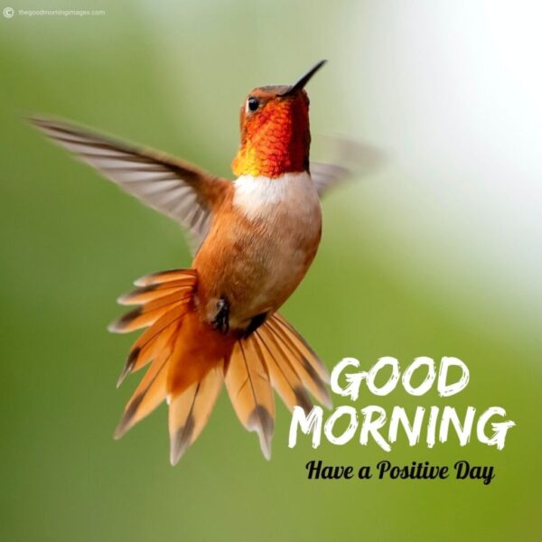 Awesome Morning Beautiful Birds Photo