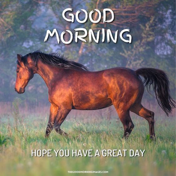 Beautiful Good Morning Horse Photo