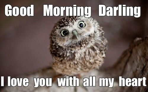 Beautiful Good Morning Owl Darling