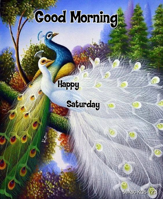 Beautiful Good Morning Peacock Happy Saturday