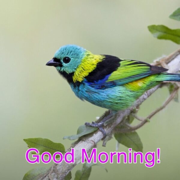 Beautiful Morning Bird Photo