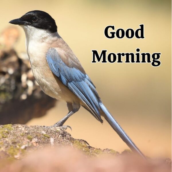 Beautiful Morning Birds