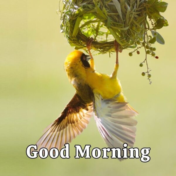Best Good Morning Beautiful Bird