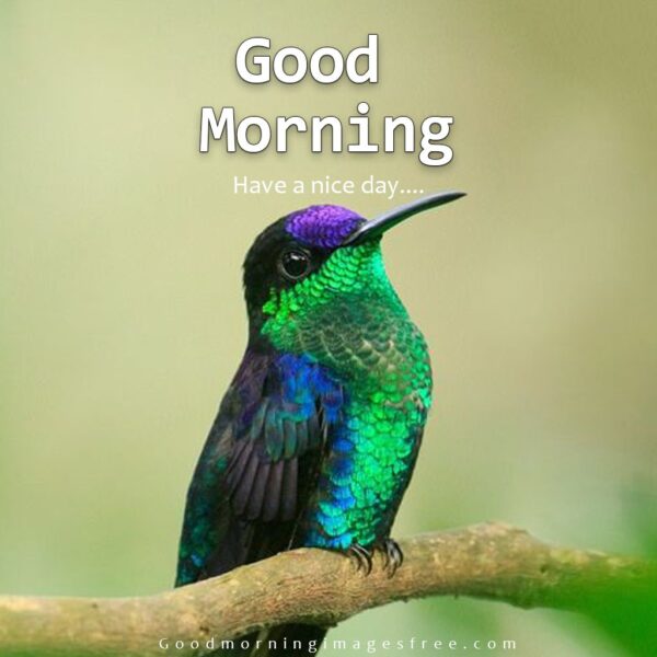 Best Good Morning Birds Images For Whatsapp Status