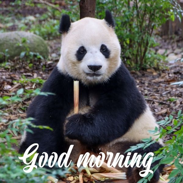Best Good Morning Panda Photo